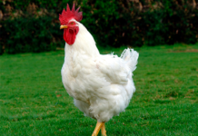 Hasta el Gallo es Sabio