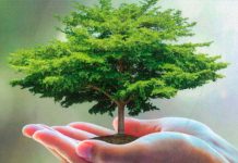 La Alegría, el Árbol de la Vida