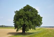 Ser Como Un Arbol