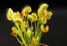 La Planta Carnívora Venus Atrapamoscas