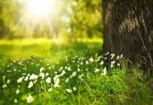 La Naturaleza y la Supervision Divina